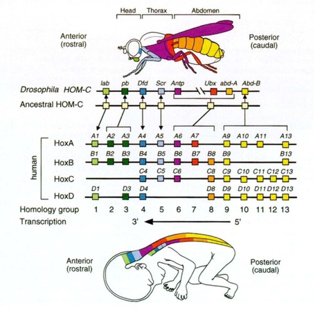 <p>• HOX genes in animals</p><p>• 2-4 copies in humans - some copies maintained and some lost</p><p>• Gene order preserved</p><p>• Expression position preserved</p><p>• Conserved pattern</p>