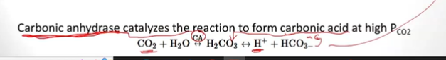 <p>3.60-65% is converted to ______, where we get the Hydrogen ions that alter pH levels</p>