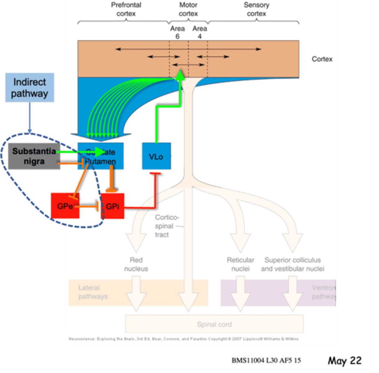 <p>HD is due to degeneration of the __________ and leads initially to ______________ and then to _________</p>