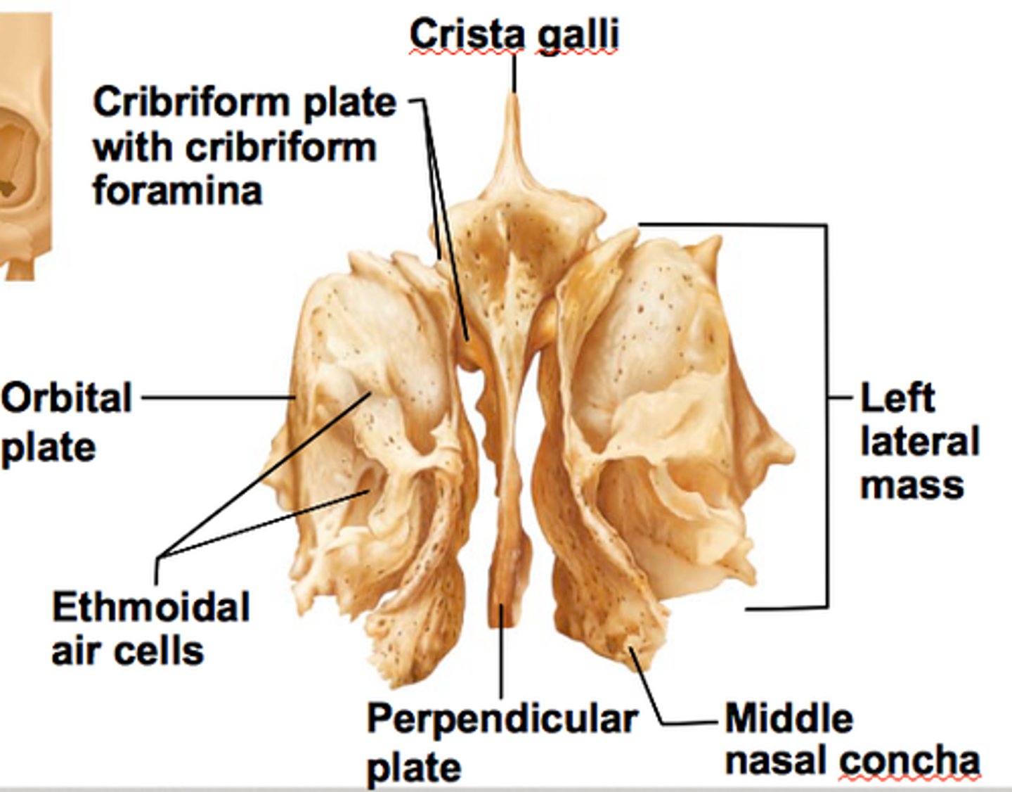<p>Crista galli</p><p>Cribriform plate</p>