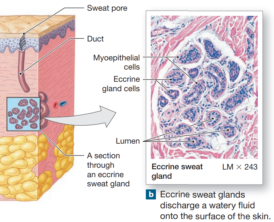 <ul><li><p>widely distributed on body surface</p><ul><li><p>concentrated on pamls &amp; soles</p></li></ul></li><li><p>coiled, tubular gland</p></li><li><p>watery discharge directly onto skin</p></li><li><p>responsible for sensible perspiration</p></li><li><p>lose water, salt, &amp; organic material</p></li><li><p>thermoregulation</p><ul><li><p>maintains sensible perspiration</p></li><li><p>integrated nervous &amp; cardiovascular system</p></li></ul></li><li><p>flushes microorganisms &amp; harmful chemicals from skin</p></li><li><p>controlled independent of other glands</p></li><li><p>localized stimulation of sweating</p></li></ul><p></p>