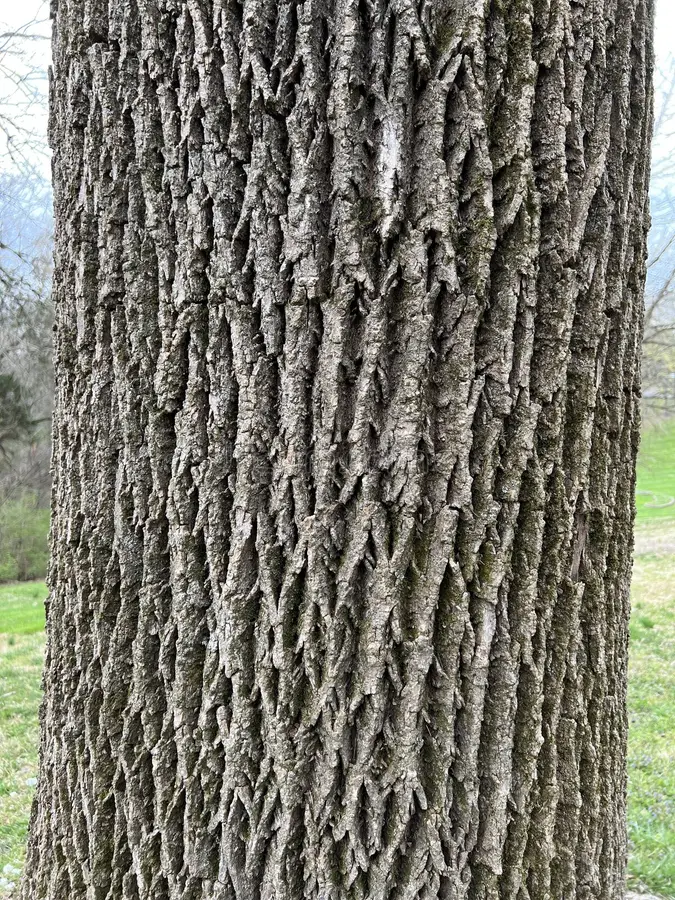 <p>green ash, Fraxinus pennsylvanica (Oleaceae)</p>