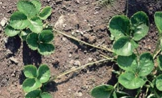 <p>identify the modified stem and give an example</p>