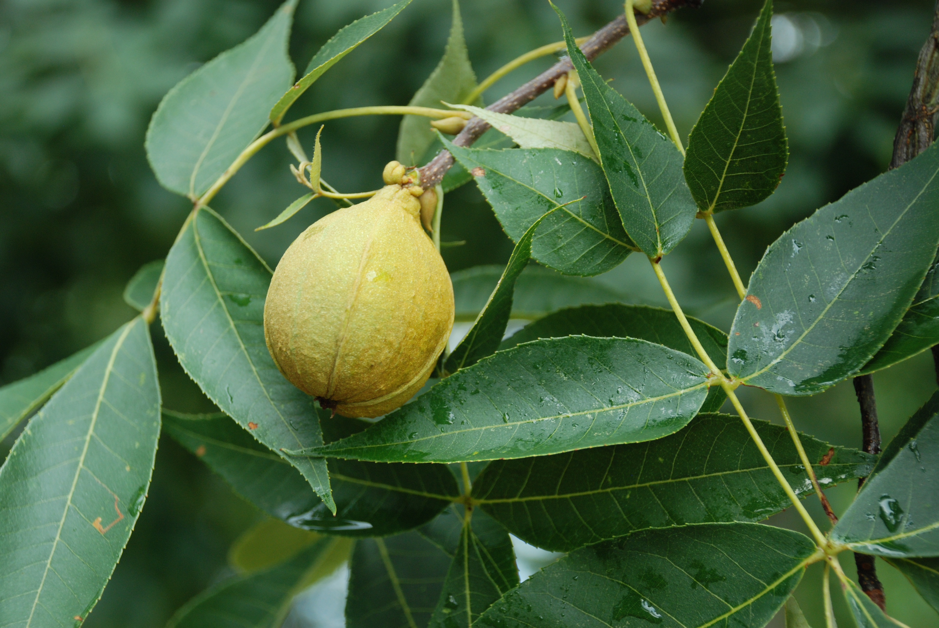 <p>Genus</p>
