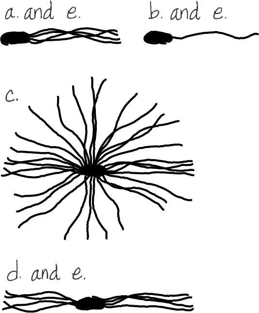 <ul><li><p><span>Atrichous bacteria&nbsp;</span></p><ul><li><p><span>Bacteria that lack flagella</span></p></li></ul></li><li><p><span>Arrangements of bacterial flagella&nbsp;</span></p><ul><li><p><span>peritrichous&nbsp;</span></p><ul><li><p><span>distributed over the entire cell</span></p></li></ul></li><li><p><span>polar&nbsp;</span></p><ul><li><p><span>at one or both poles or ends of the cell</span></p></li><li><p><span>monotrichous&nbsp;</span></p><ul><li><p><span>a single flagellum at one pole&nbsp;</span></p></li></ul></li><li><p><span>lophotrichous&nbsp;</span></p><ul><li><p><span>a tuft of flagella coming from one pole</span></p></li></ul></li><li><p><span>amphitrichous&nbsp;</span></p><ul><li><p><span>flagella at both poles of the cell</span></p></li></ul></li></ul></li></ul></li></ul><p></p>