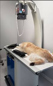 <p>device that emits radiation and takes diagnostic radiographic photos</p>