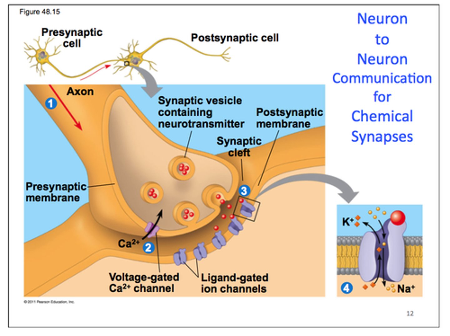 <p>steps:</p><p>1. depolarization opens voltage-gated Ca2+ channels</p><p>2. Ca2+ influx causes exocytosis of neurotransmitters in secretory vesicles</p><p>3. neurotransmitters open ligand-gated Na+ channels on motor endplate</p><p>4. Na+ influx triggers action potential</p><p>neuromuscular junction- acetylcholine is neurotransmitter</p><p>other NTs are GABA, serotonin, dopamine, norepinephrine</p><p>1. receptor determines affect, not NT</p><p>2. neurons make only one type of NT, can respond to many</p>