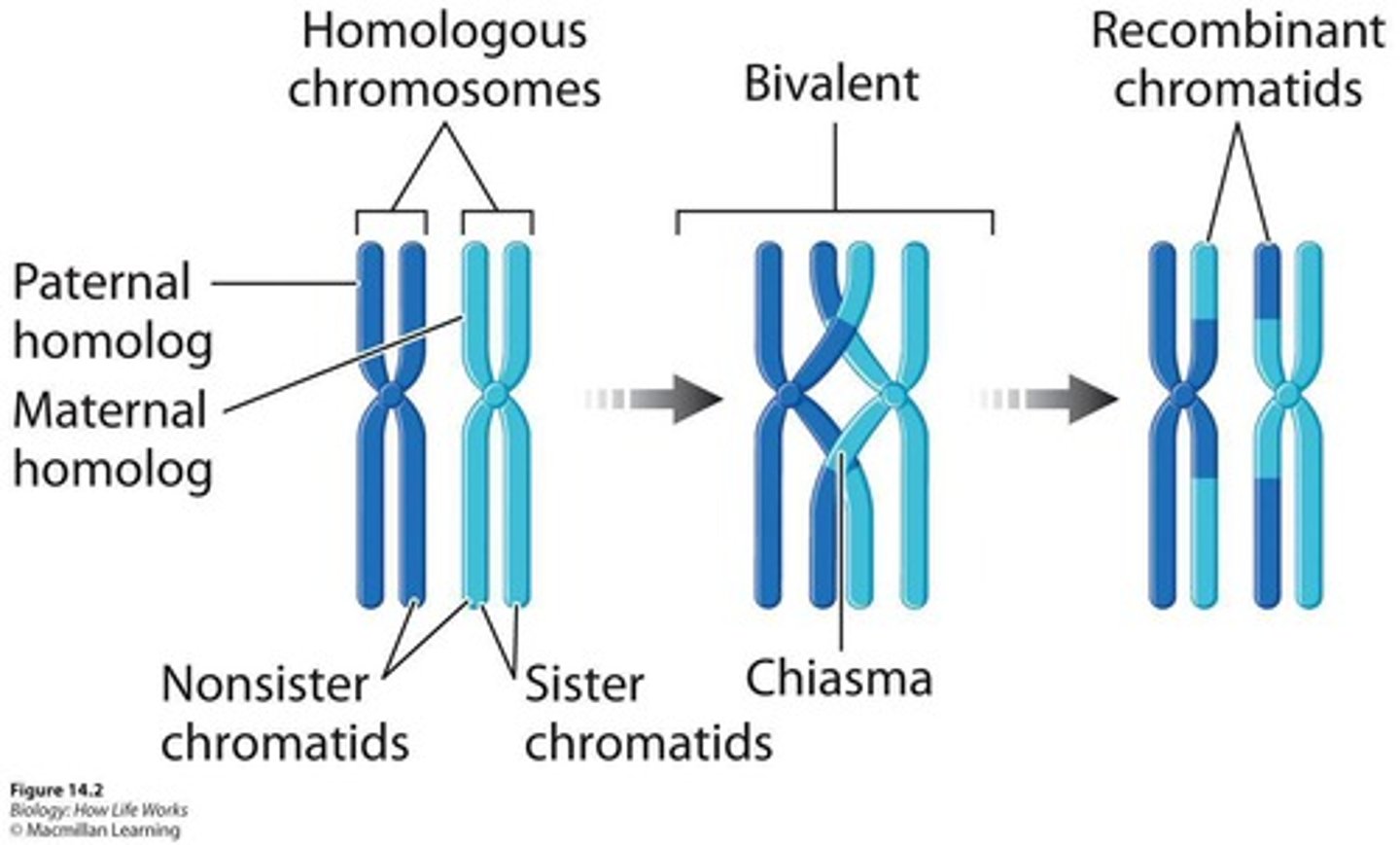 <p>The exchange of genetic material between non-sister chromatids during Prophase I, increasing genetic variation.</p>