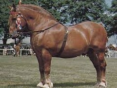 What horse breed?