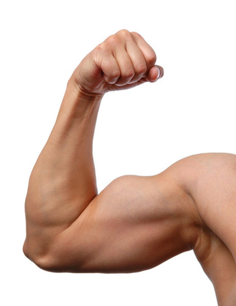 <p>a muscle</p>