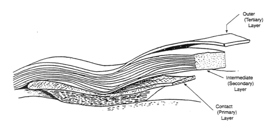 <p>Most important layer in wound management</p><p>Function depends on stage of wound healing:</p><ol><li><p>Debride necrotic tissue</p></li><li><p>Deliver medication (eg. analgesia)</p></li><li><p>Prevent infection or strike-through</p></li><li><p>Transmit wound exudates OR form occlusive seal over wound</p></li><li><p>Promote wound healing</p></li></ol><p></p>