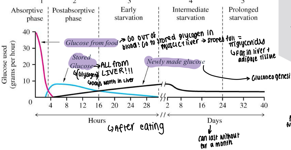 <ul><li><p>Glucose from food used for the first few hours, is also being moved into muscle and liver to be stored as glycogen </p></li><li><p>If stores are full, triglycerides made and put into liver and adipose tissue </p></li><li><p>At around 4 hours - stored glucose from the liver begins to work, about a days worth of</p></li><li><p>Newly made glucose begins to take over at 24 hour mark, Gluconeogenesis occurs and can keep going for days-weeks </p></li></ul><p></p>