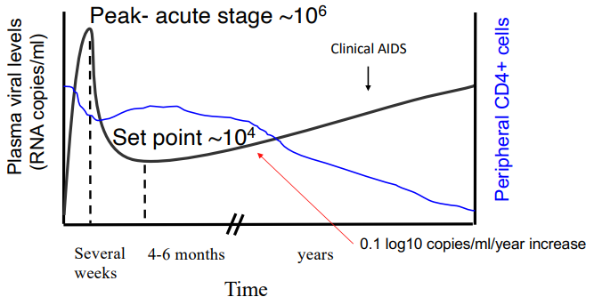 * Viremia (virus in the blood stream) peaks in the first few weeks
* The immune system limits the viremia but does not eliminate
* A “set point” is reached where there is a constant lower level of viremia 
* After years, the virus starts to replicate at higher levels killing off the CD4+ T-cells 
* When the CD4+ T-cell falls very low, clinical AIDS occurs
* How fast you go from normal chronic infection to AIDS depend primarily on the level of set point
  * High set point: rapid progressors 
  * Low set point: long term non- progressors