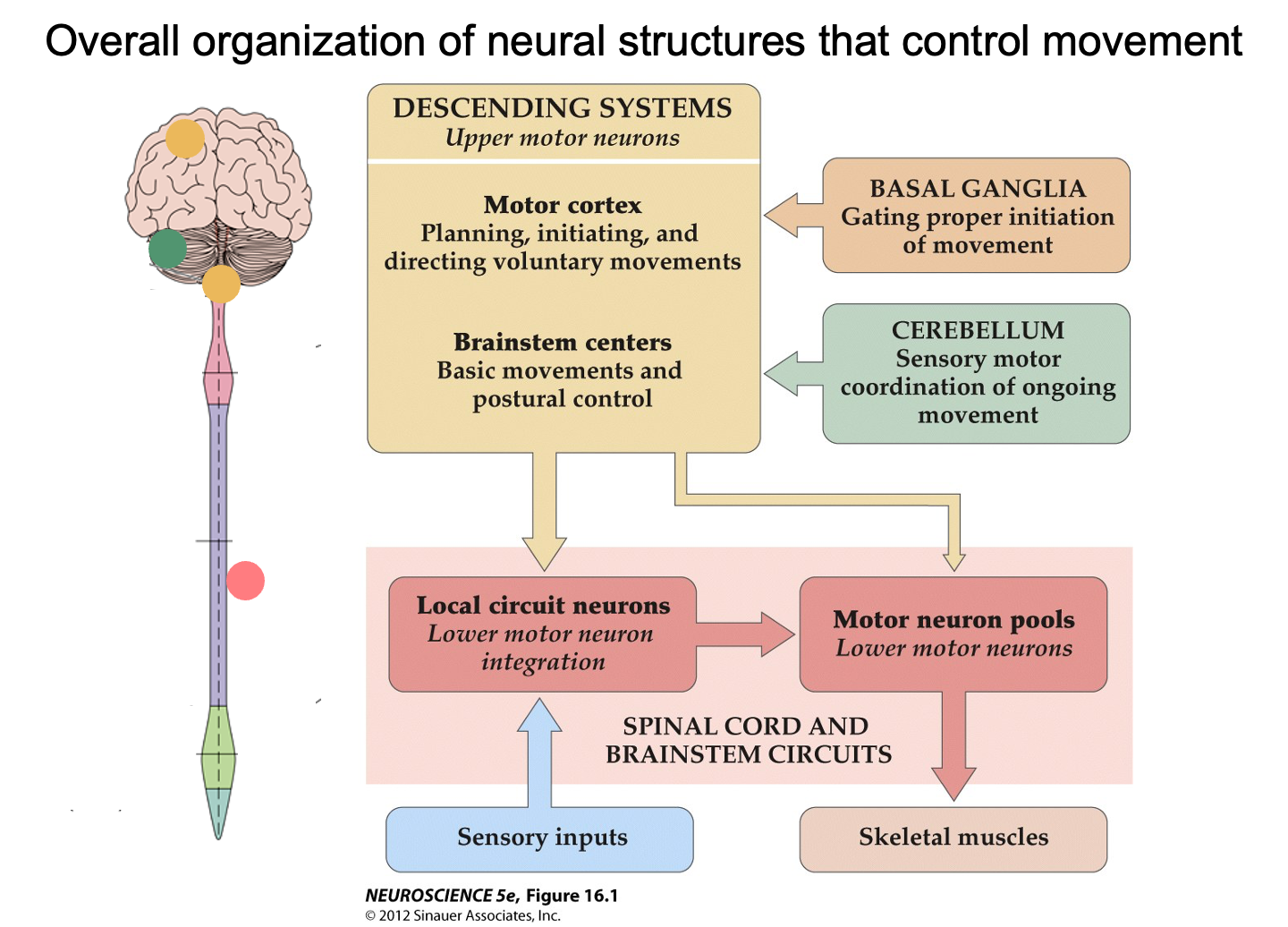 <p>What is the direction of signal flow from the brain to skeletal muscle?</p>