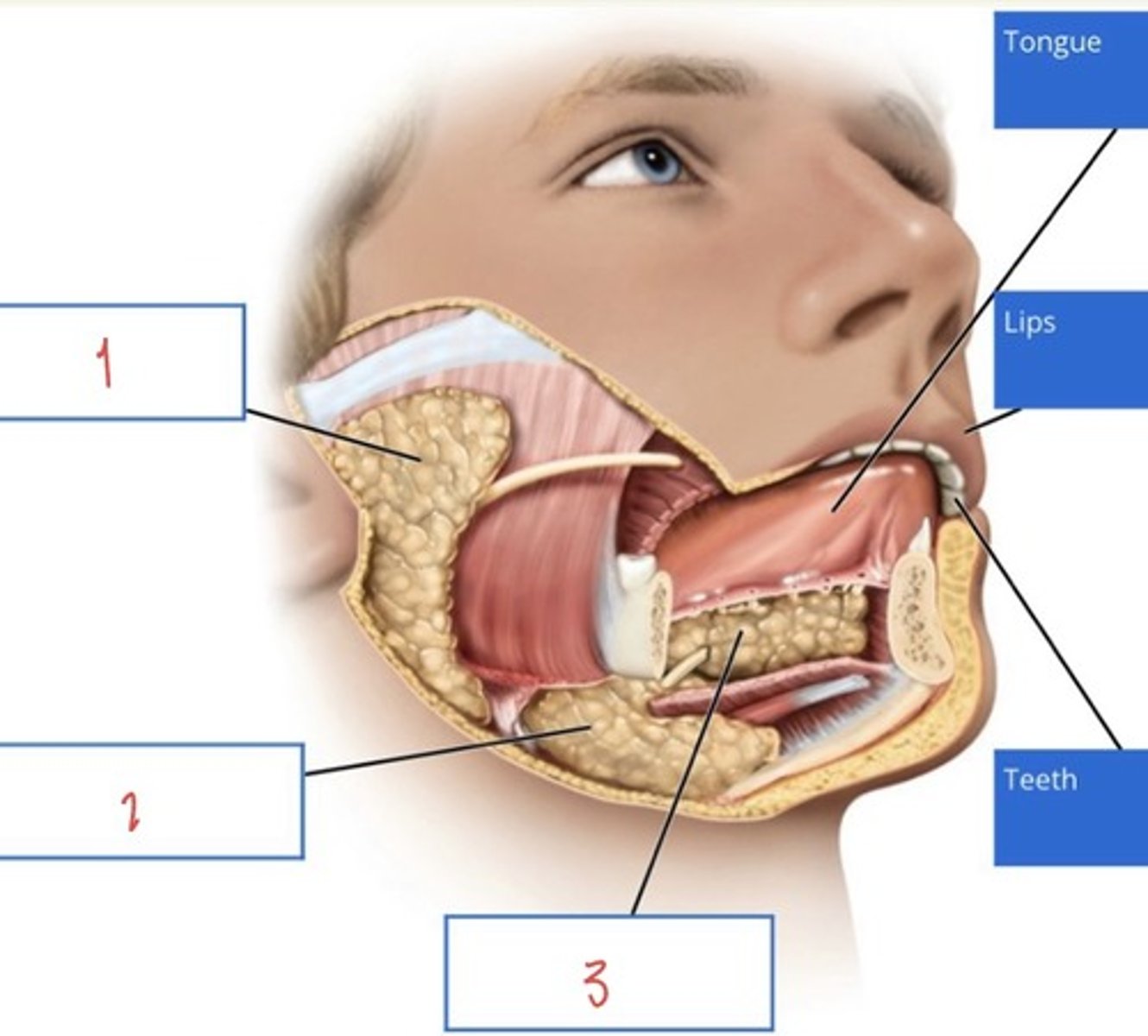 <p>What gland of the oral cavity is 2?</p>