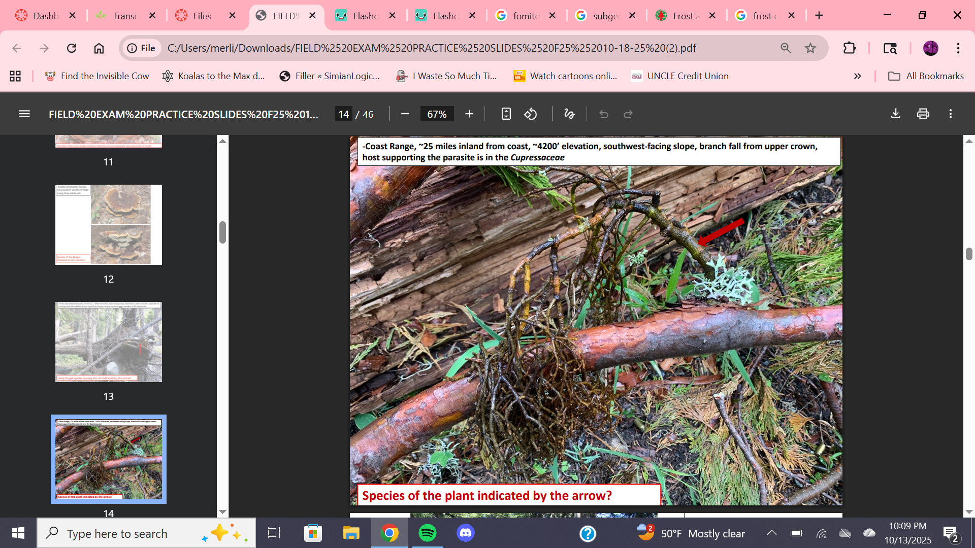 <p>Species of parasite on cupressaceae?</p>