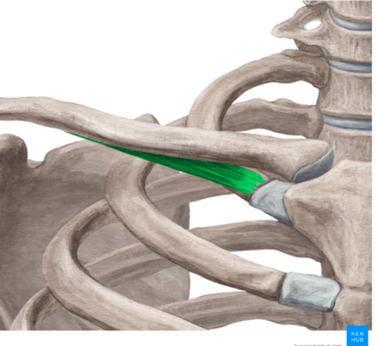 <p>Welke spier is dit?</p>