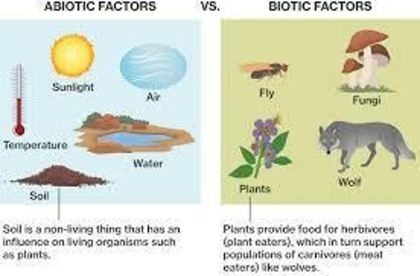 <p>A system of interdependent food chains that shows how energy and nutrients flow through an ecosystem.</p>