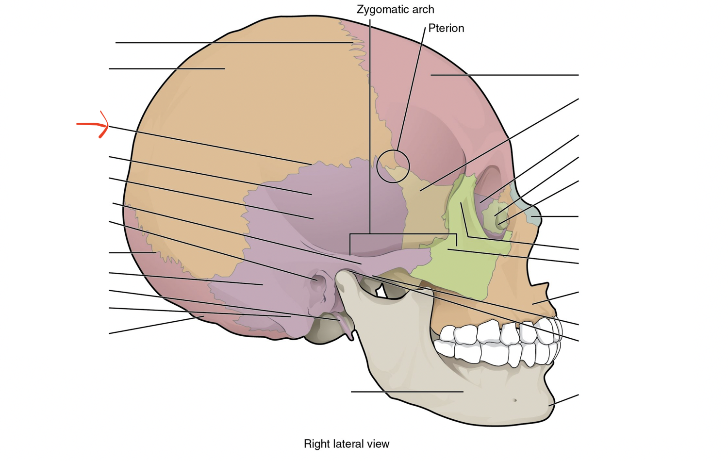 <p>junction between temporal and parietal bones</p>