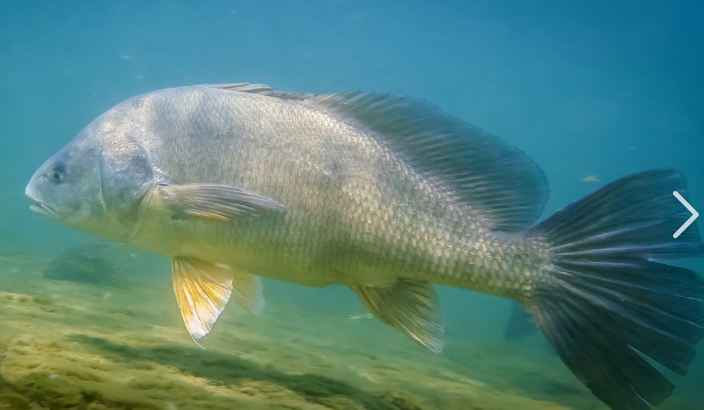 <p>What fish is this and how do you know</p>