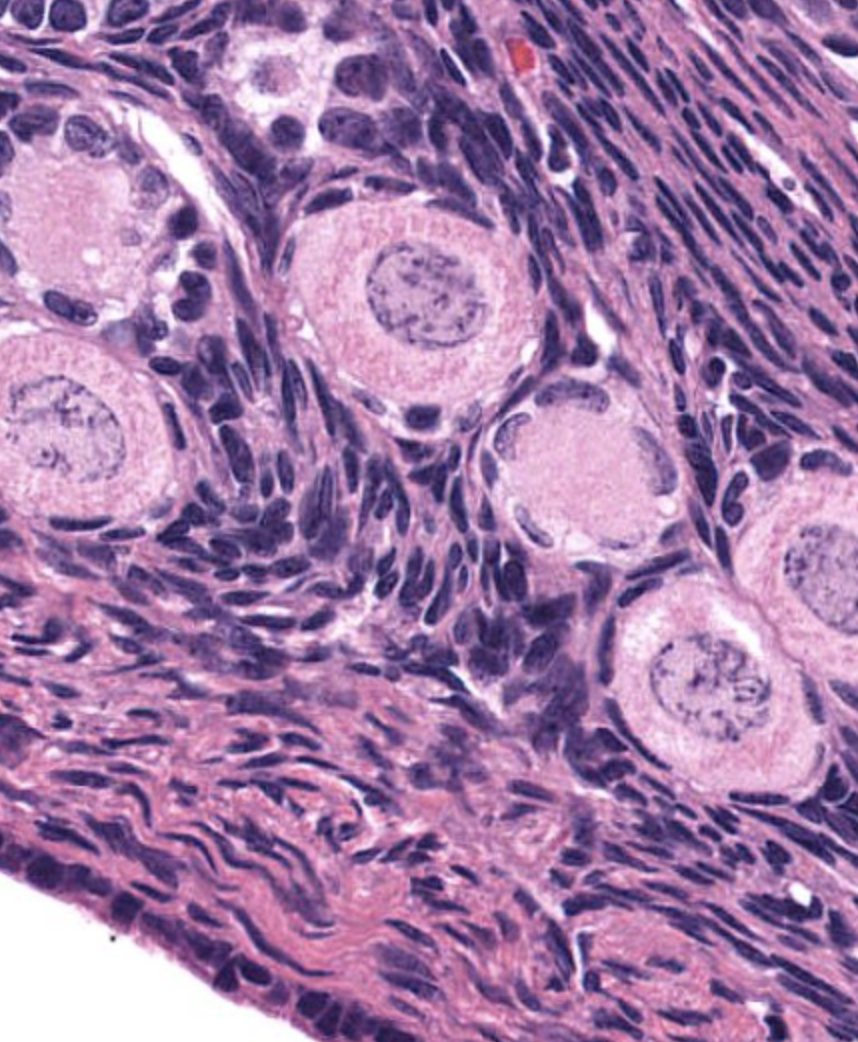 <p>Epithelial tissue that consists of a single layer of cuboidal cells. Often associated with absorption, secretion, or excretion of waste matter.</p>