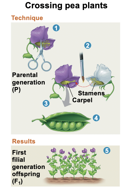 <ul><li><p>true breeding- specific traits are passed to all subsequent generations</p></li><li><p>short generation time</p></li><li><p>lots of progeny</p></li><li><p>mating can be controlled; self pollinate/cross pollination</p></li></ul><p></p>