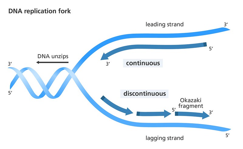 <p>On one template strand, DNA polymerase moves towards the replication fork, following DNA helicase</p><p>New nucleotides are added continuously as the new complimentary daughter strand is synthesized</p>