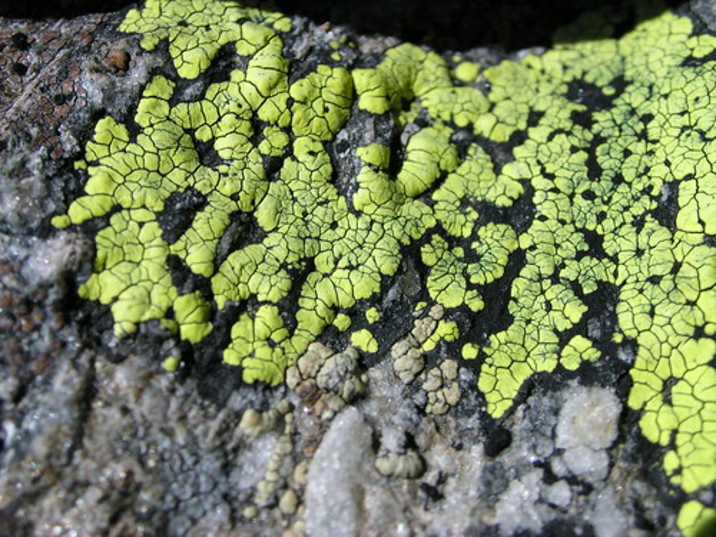 <p>flat and adhere tightly to surfaces of rocks/tree bark</p>