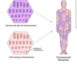 <p>non-disjunction normally in germ cells at meiosis but occasionally in somatic cells resulting in mosaicism</p>