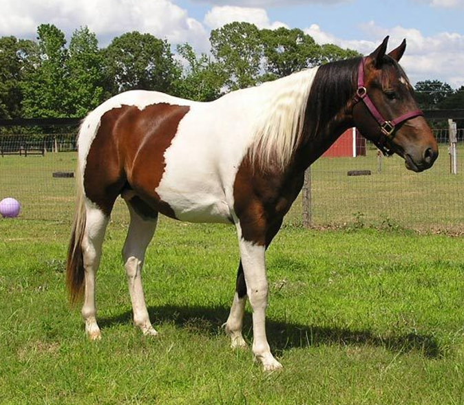 <p>What breed (pattern) is this horse?</p>