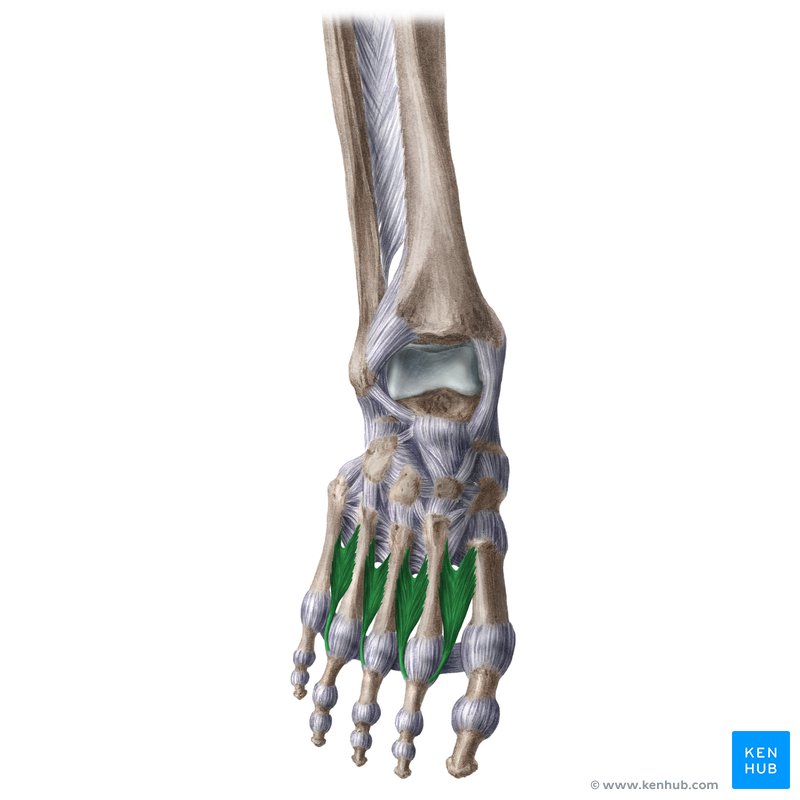 <p>Dorsal (4) Interossei insertion</p>