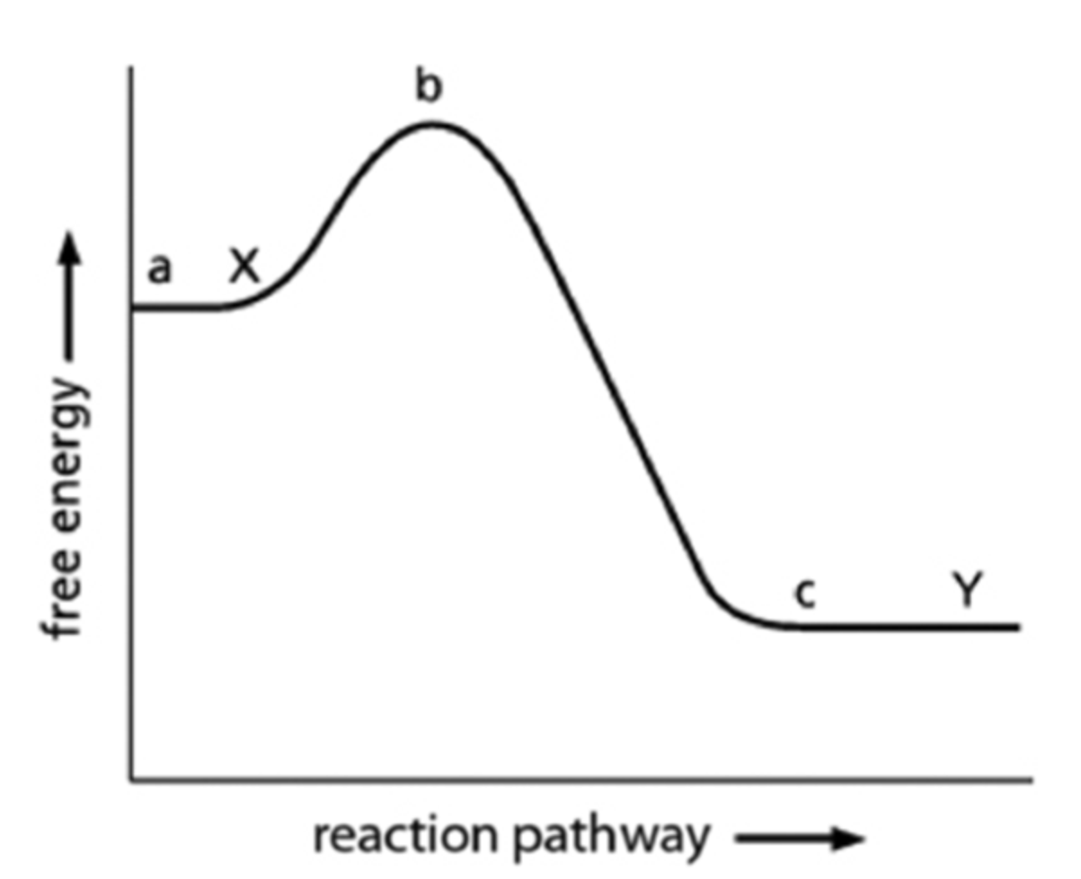 <p><span>For the energy diagram for the reaction X→Y shown below. Which equation below provides the correct calculation for the amount of free-energy change when X is converted to Y?</span></p>