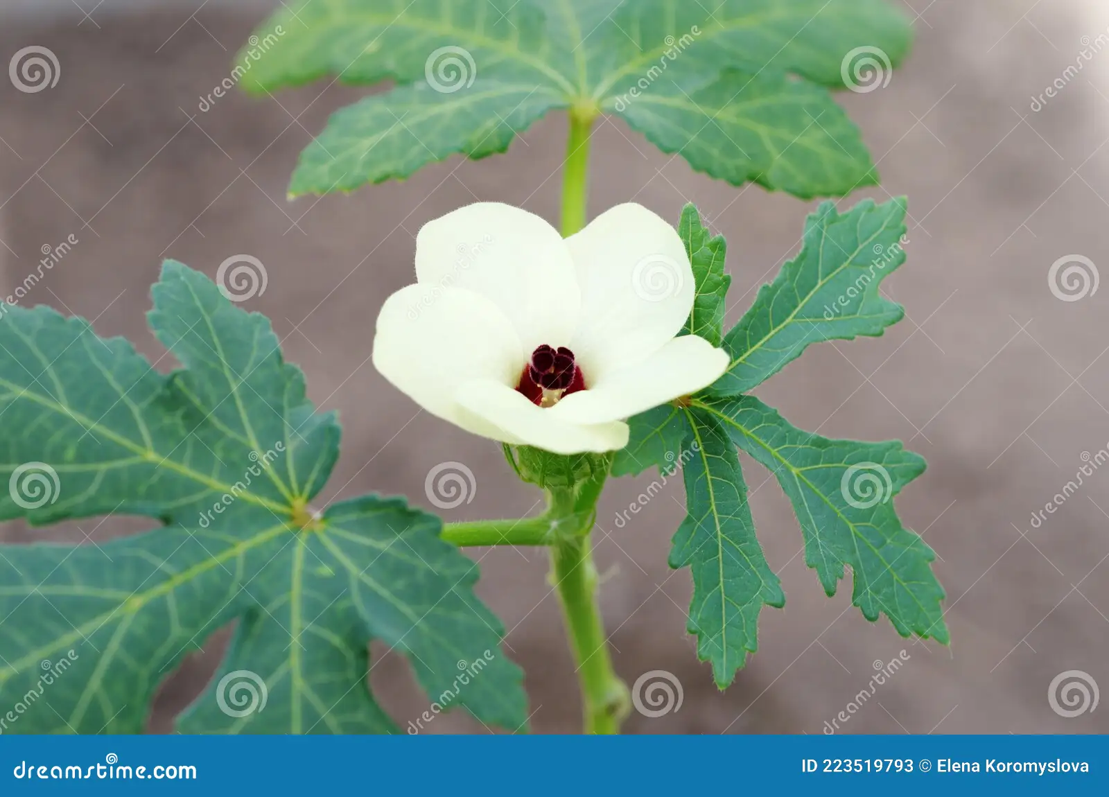 <p>Biological Origin: <strong><em>Abelmoschus esculentus </em>(L.) Moench (Malvaceae)</strong></p><p>Common Name: <strong>Okra</strong></p><p>Part used: <strong>Mucilage</strong></p><p>Medicinal use:</p><ul><li><p><strong>Antidiabetic</strong></p></li><li><p><strong>Anticancer</strong></p></li><li><p><strong>Analgesic</strong></p></li><li><p><strong>Antiulcer&nbsp;</strong></p></li></ul><p>Secondary metabolites:</p><ul><li><p><strong>Phenol (isoquercitrin and</strong></p><p><strong>quercetin-3-O-gentiobioside)</strong></p></li><li><p><strong>Flavonoid ( (quercetin)</strong></p></li><li><p><strong>Anthocyanin</strong></p></li></ul><p></p>