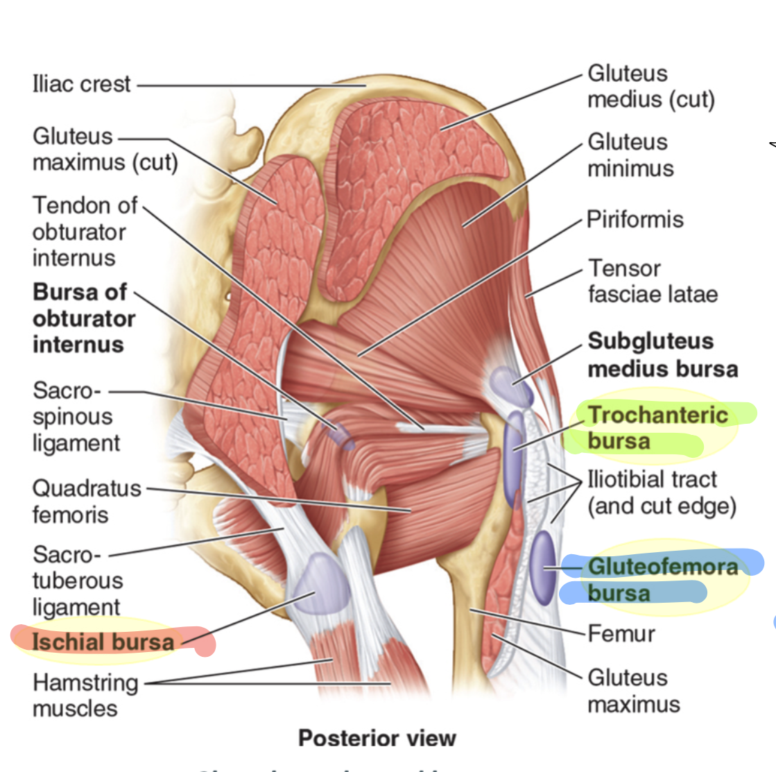 <p>separates the inferior gluteus maximus and ischial tuberosity, often absent </p>