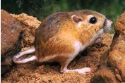<p>Short neck and big head; long tail ends in tuft; white line across hips</p>