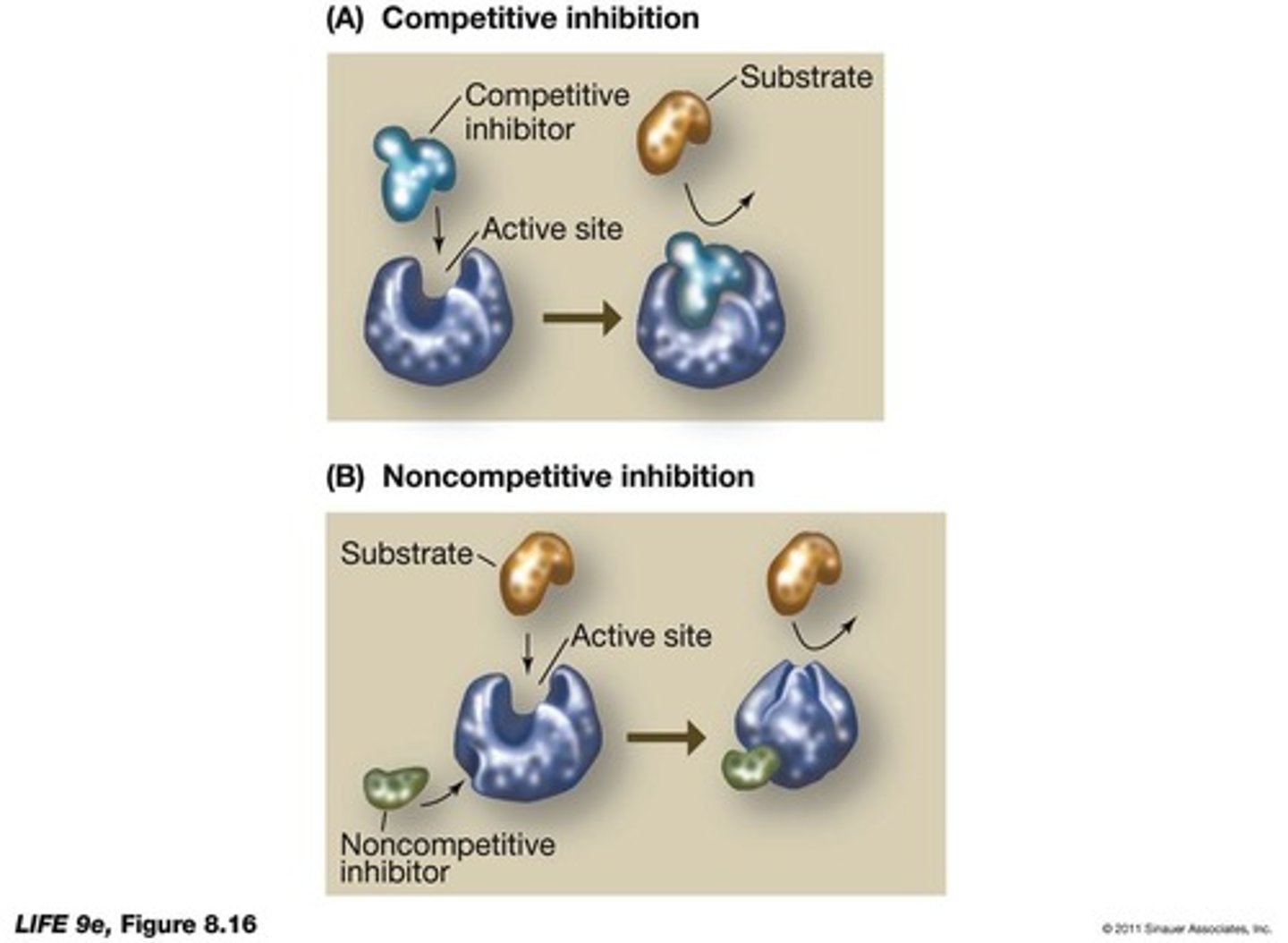 <p>_______________________________ compete with the natural substrate for binding sites, while __________________ inhibitors bind to a different site, altering the enzyme's shape.</p>