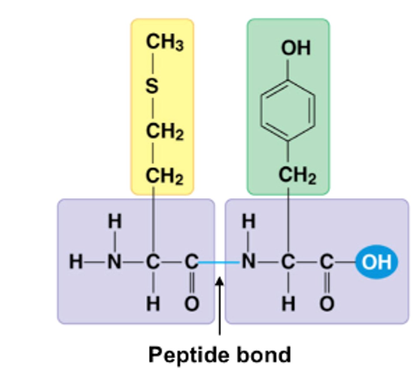 <p>Bond between an amine group and a carboxyl group of two amino acids, forming bond between C-N</p>