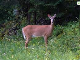 <p><em>Odocoileus virginianus </em></p>