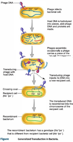 <p>Transduction (letting goth baddie ruin your life)</p>