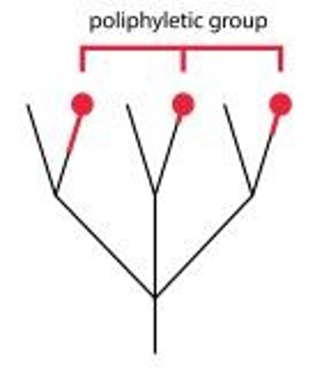 <p>A group that is derived from more than one common evolutionary ancestor.</p>