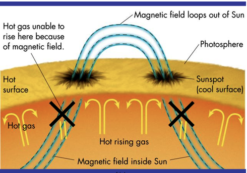 <p>Cooler regions of the sun (temp is 3,800 K rather than 5,800K). They are caused by <strong>magnetic field loops</strong> in the sun (traps hot gas from rising to the surface).</p><p>Only appear dark relative to the bright sun. Observed on the <strong>photosphere</strong></p><p>Galileo tracked how sunspots rotate and determined they have a rotational period of around 25 days at the equator, 28 at the latitude 40, and 36 days at the latitude 80.</p><p>This is because of <strong>differential rotation</strong>, sun rotates fastest at the equator.</p>