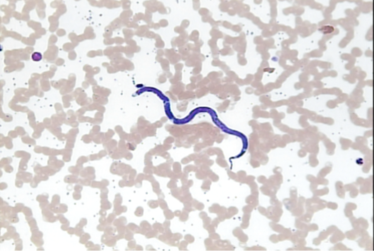 <ul><li><p>identify O_</p></li><li><p>m.o.t</p></li><li><p>infective stage</p></li><li><p>vector</p></li><li><p>D host, I host</p></li><li><p>disease</p></li></ul><p></p>
