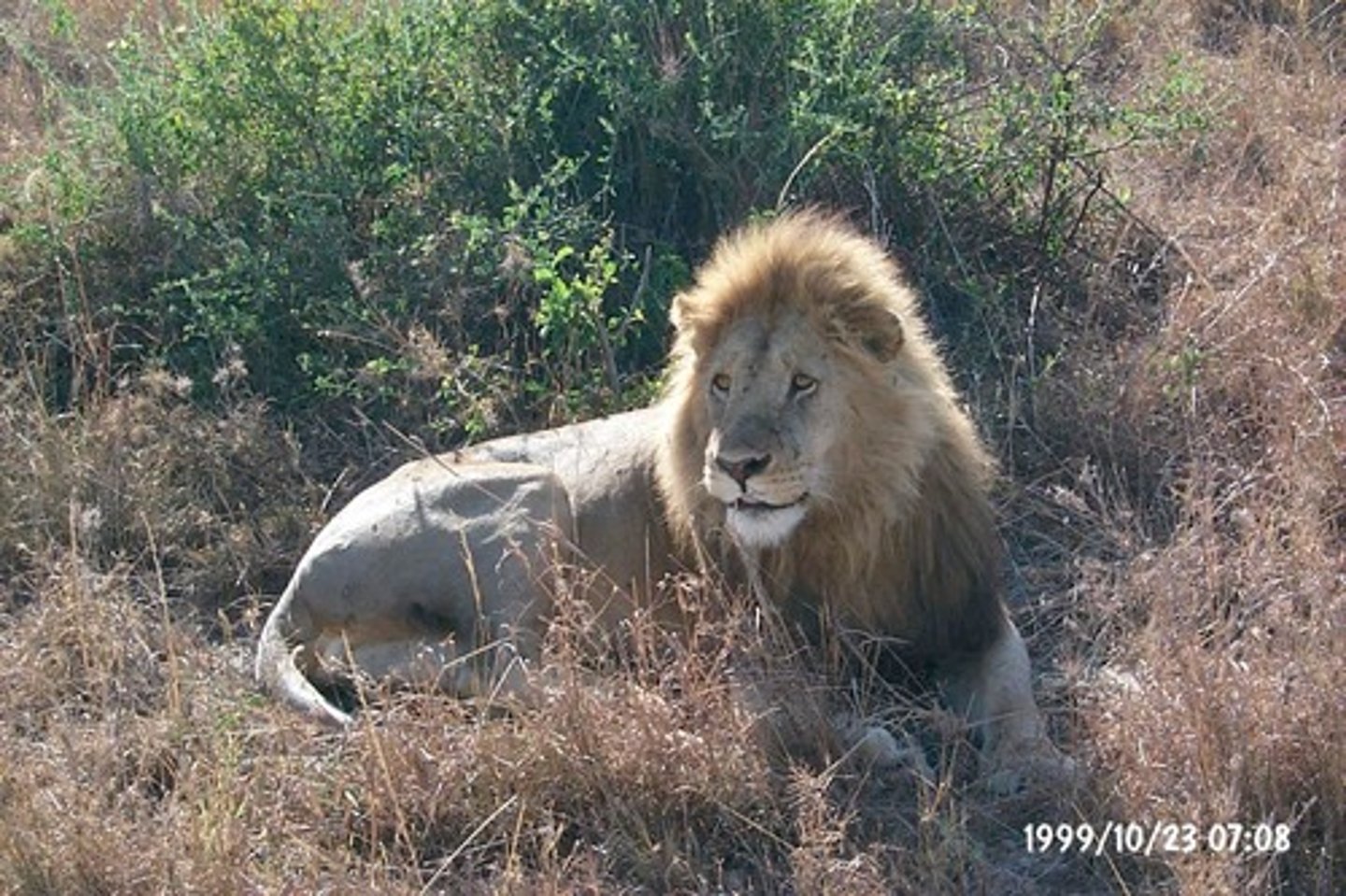 <p>en lejon</p>