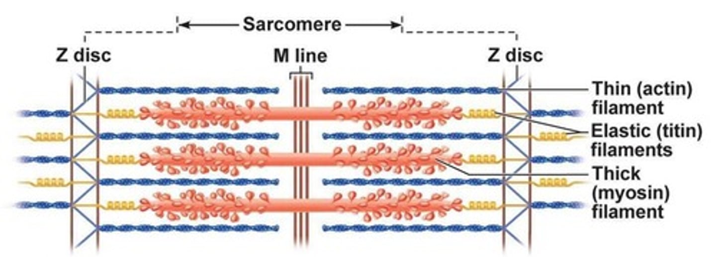 <p>It describes how myosin heads attach to actin filaments, forming cross bridges that allow actin to slide past myosin, shortening the sarcomere.</p>