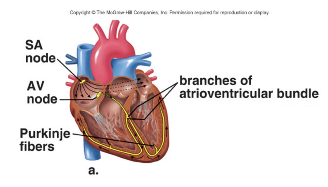 <p>The SA node (pacemaker) initiates the heartbeat and causes the ATRIA to contract </p><p>AV node conveys the stimulus and initiates the contraction of the ventricles&nbsp;</p><p>Signal for the ventricles to contract, tables from the AV node through the atrioventricular bundle to the smaller Purkinje fibers&nbsp;</p><p>If the SA node fails the AV node will take over, but the contractions will be much slower</p><p>SA node →AV node→AV Bundle of His →purkinjee fibers </p>