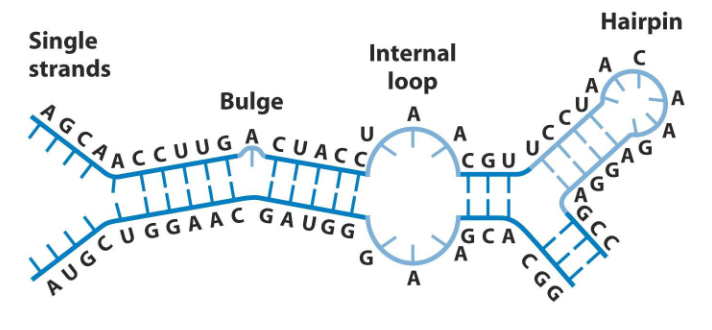 <p>Self-complementary sequences can lead to more complex and specific structures. RNA can base pair with complementary strands of DNA or RNA.</p>