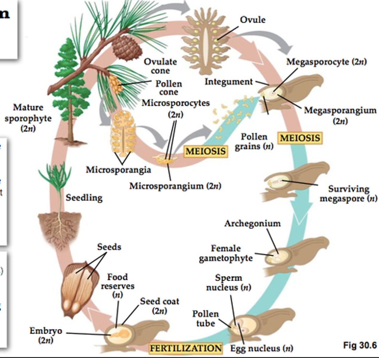 <p>1. Staminate cones release pollen as scales on ovulate cones open</p><p>2. Pollen drifts up &amp; gets caught in sticky fluid near opening (micropyle)</p><p>3. Ovulate cones close</p><p>4. Over 15 months, tube cell digs "pollen tube" to egg</p><p>5. Sperm move through tube (fertilization)</p>