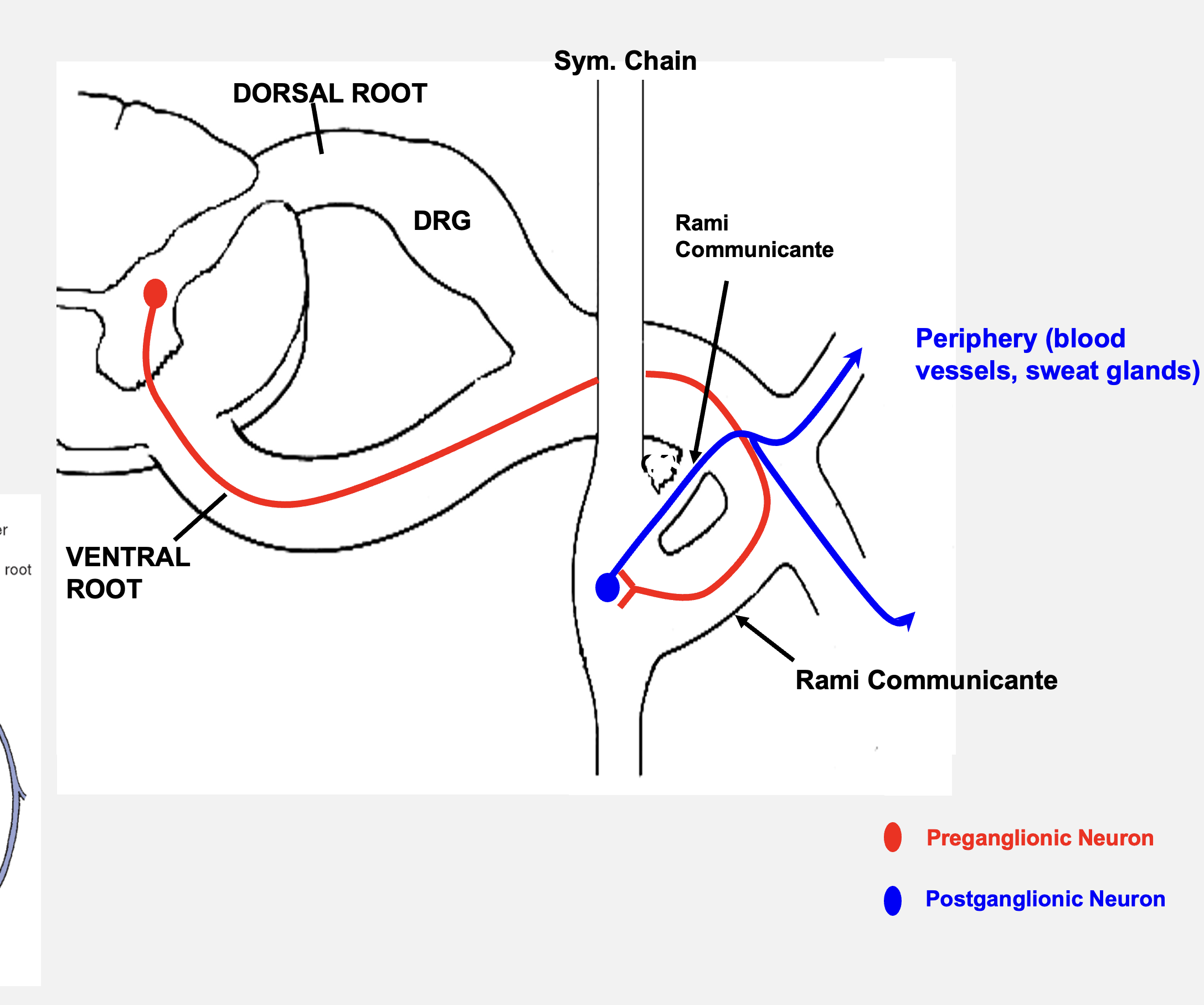 <p>the axons of all BLANK BLANK leave the spinal cord via the BLANK BLANK and enter the BLANK BLANK via BLANK BLANK, where they synapse onto BLANK BLANK or continue to the BLANK to the BLANK BLANK</p>