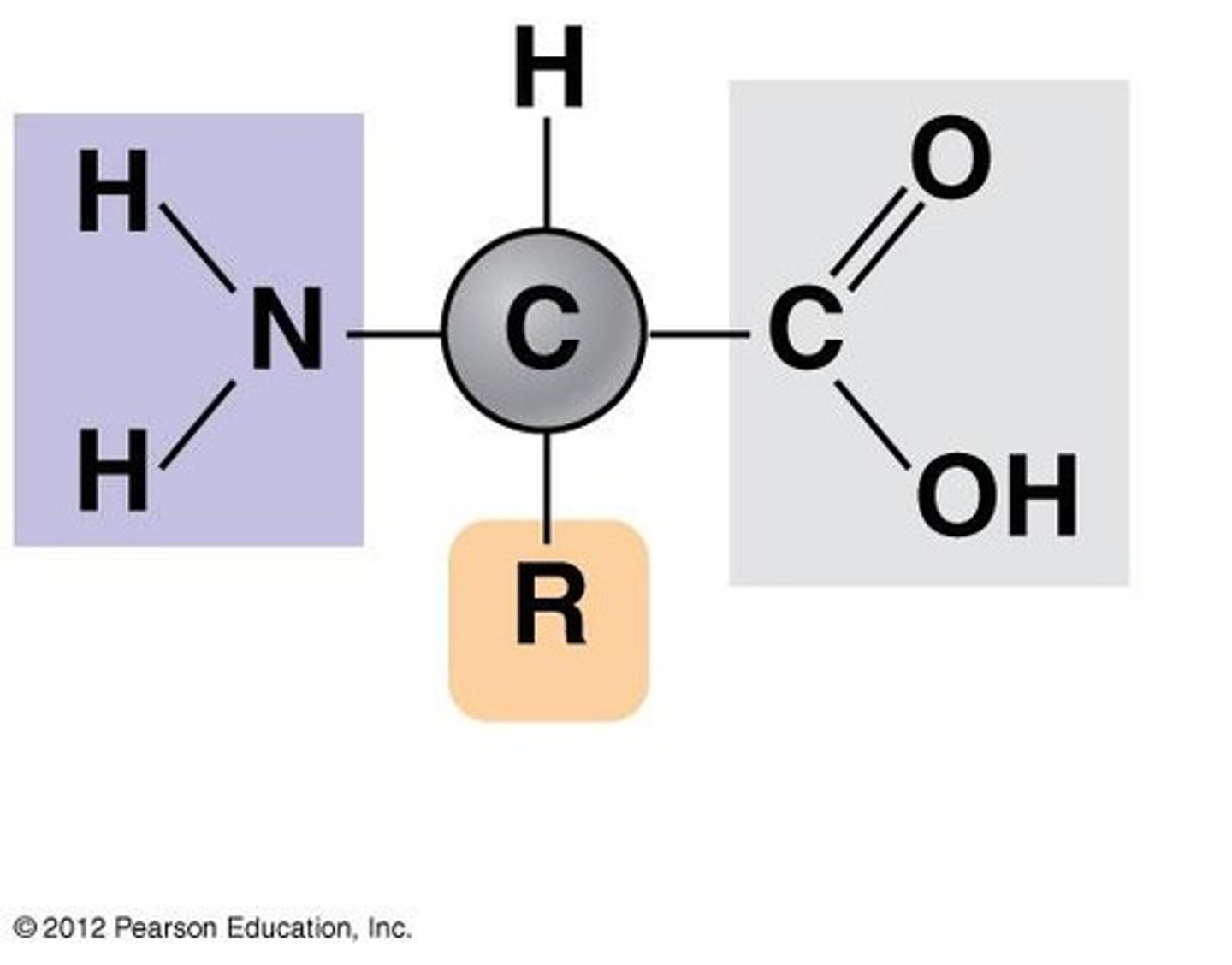 <p>Amino acids</p>