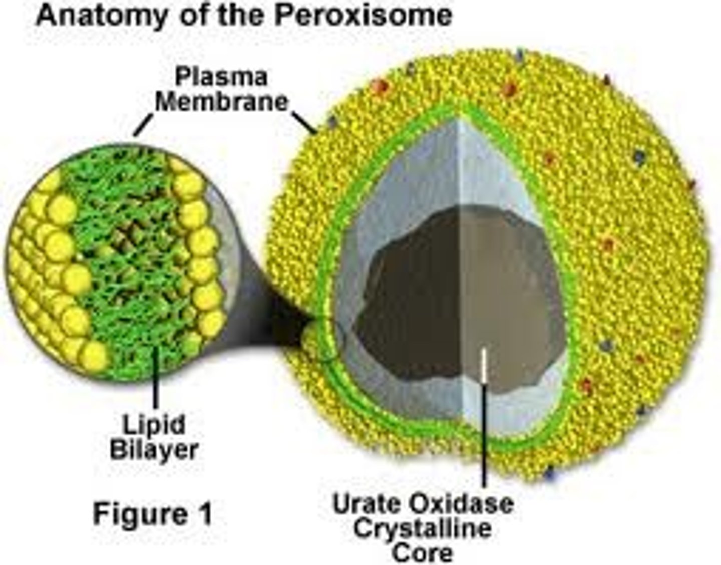 <p>A microbody containing enzymes that transfer hydrogen from various substrates to oxygen, producing and then degrading hydrogen peroxide.</p>
